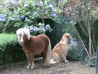 poly dans le jardin... d'eau 2012-05-05