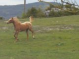 Vinci, Vegan, Velvet , Appaloosa 3 ans , en liberté