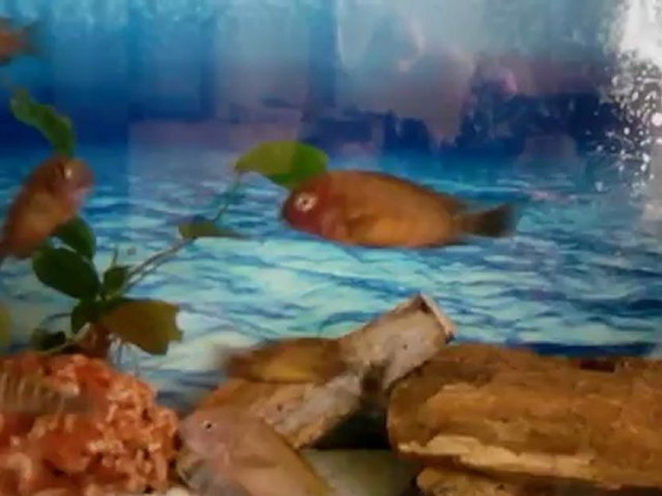 TANGANYİKA TROPHEUS MOORİ İLANGİLERİM TEPİŞİYOR