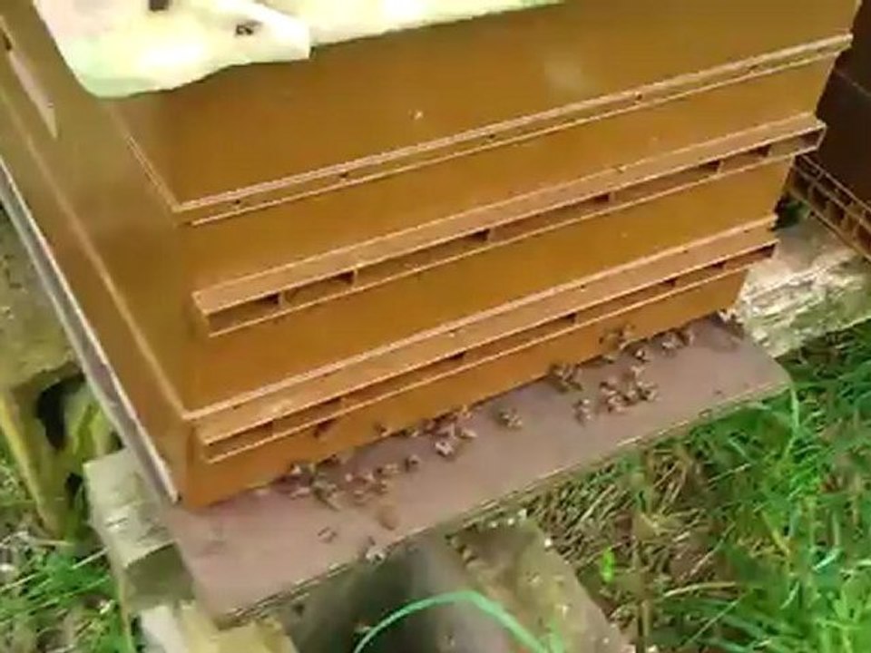 mai 2012 avant l arriver de l essaim ... ruche ruchette