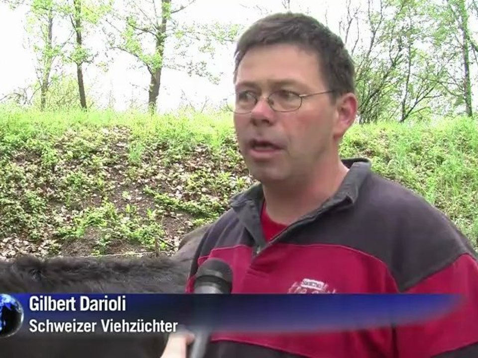 Horn um Horn: Kühe steigen in den Ring