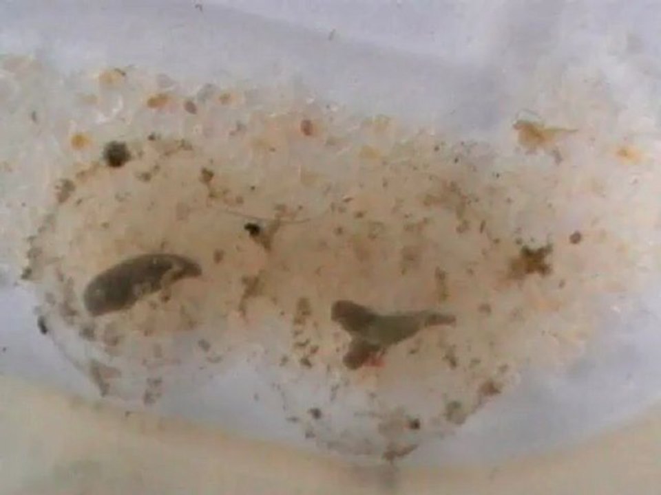 oeufs_axolotl08052012