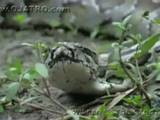 ثعبان يلتهم تمساح