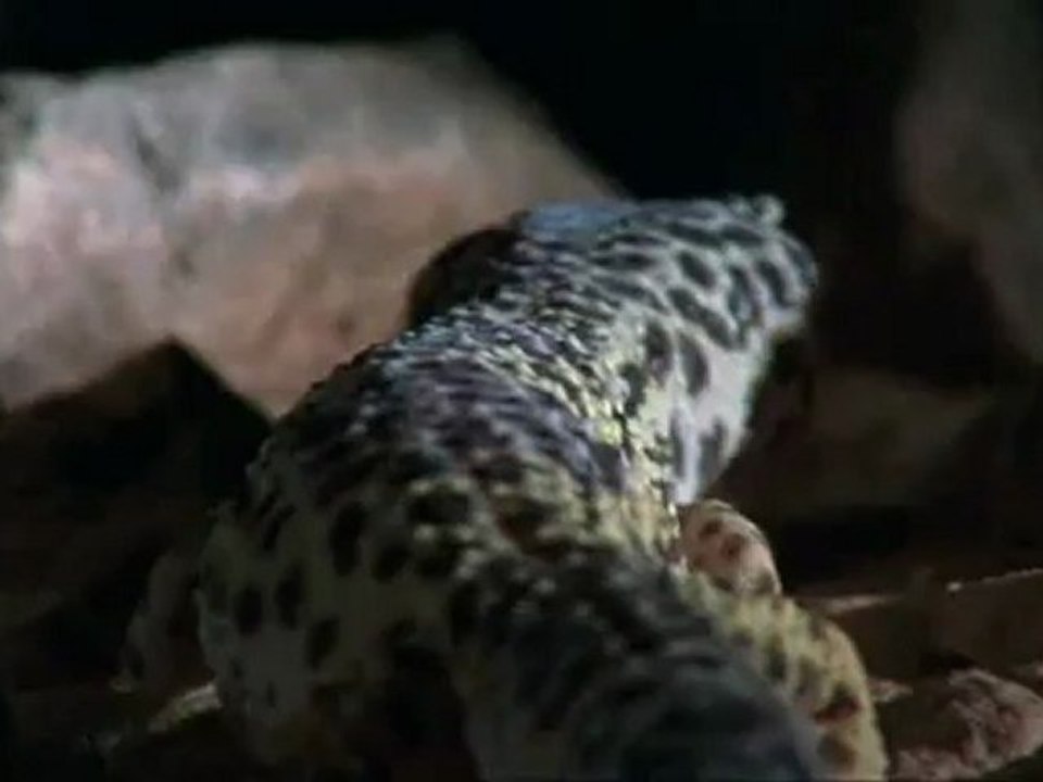 Élet hidegvérrel - David Attenborough 1/5