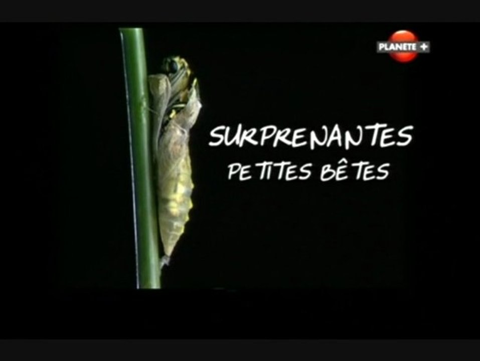 Surprenantes petites bêtes (Changer de peaux)