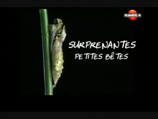 Surprenantes petites bêtes (Changer de peaux)