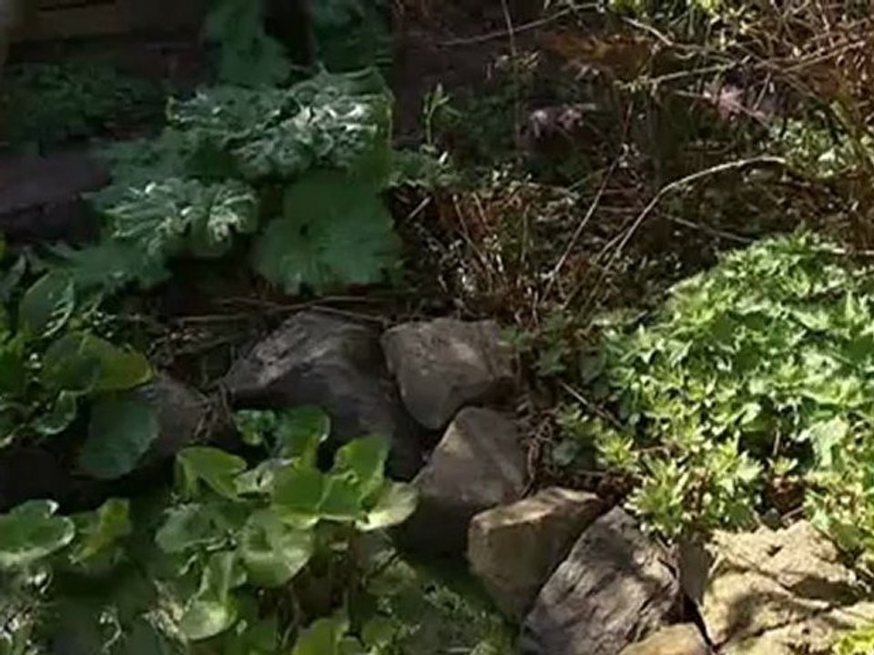 paddy's garden