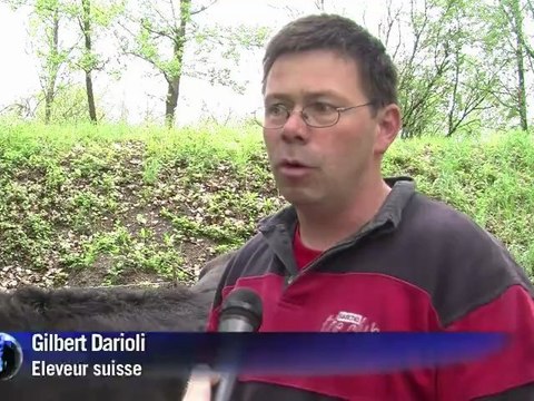 Suisse: les vaches, héroïnes des Combats de Reines du Valais