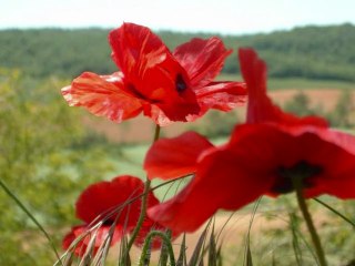 Le Pouvoir des Fleurs