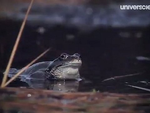 Missions Printemps 10/12 : Petits animaux des bois