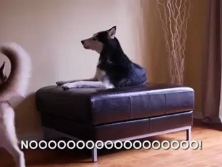 2 Talking Dogs Argue - Subtitled