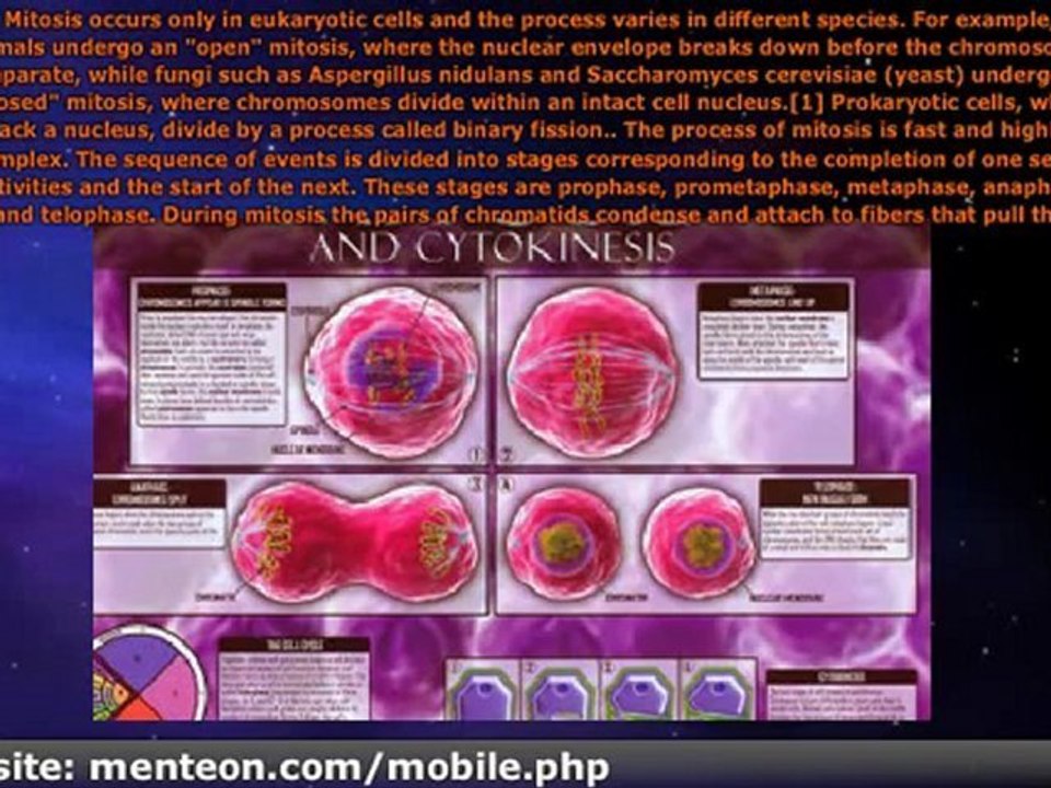 What is Mitosis?            What is Mitosis?
