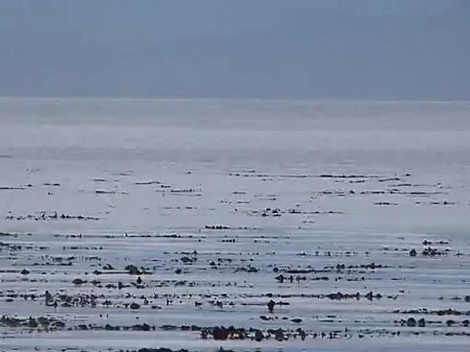 dauphins à Makcom Island