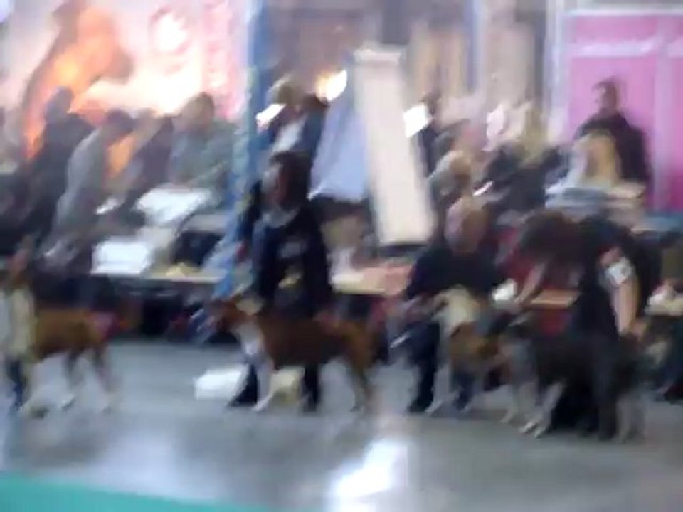 Euro dogshow