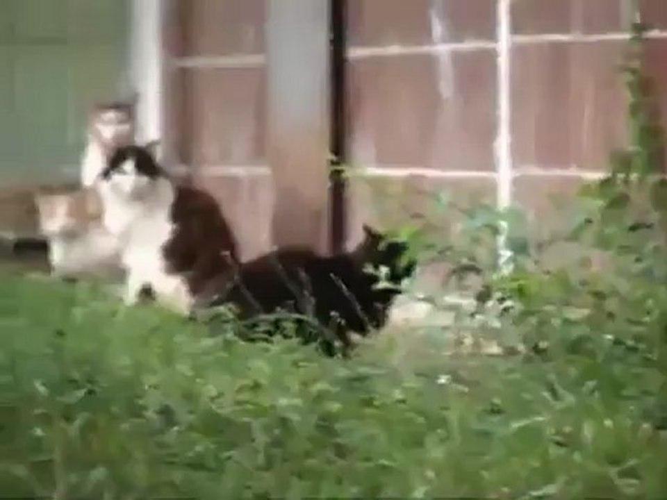 Rat vs. five Cats