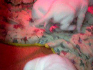 Les chiots d'Espinella filmés le 06052012