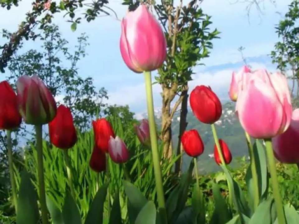 Harputlu Cebrail Selam Ya Resul Allah