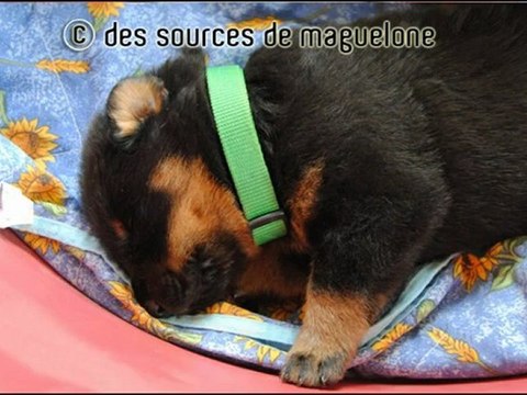 Les chiots : Beaucerons des Sources de maguelone