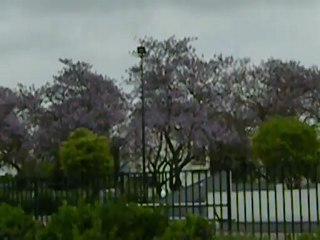 Purple Trees in May (Outside Paris, France)