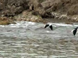 échasses blanches 13 dm