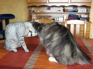 Farouk & Fylgja: Playful Cat Duo 🐾