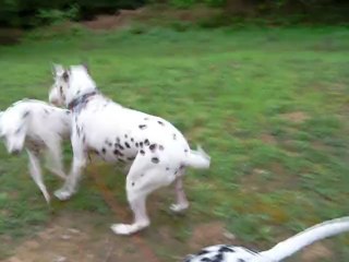 EOL for ET and Dolly 1 🚀