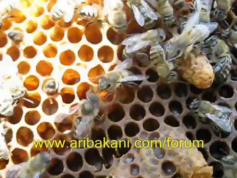 kraliçenin doğuşu, arıcılık videosu