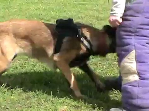 Fripouille de la Haute Morinière mordant mai 2012