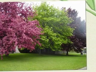 Niagara Cottage Rental, Niagara Bed and Breakfast, Bed and Breakfast Niagara