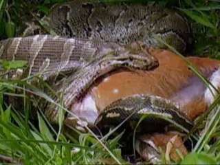 Élet hidegvérrel - David Attenborough 4/5