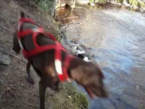 Bike joring - mai 2012