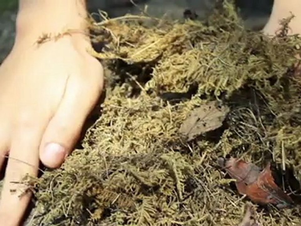 Ernesto Polanco-Reverdecer