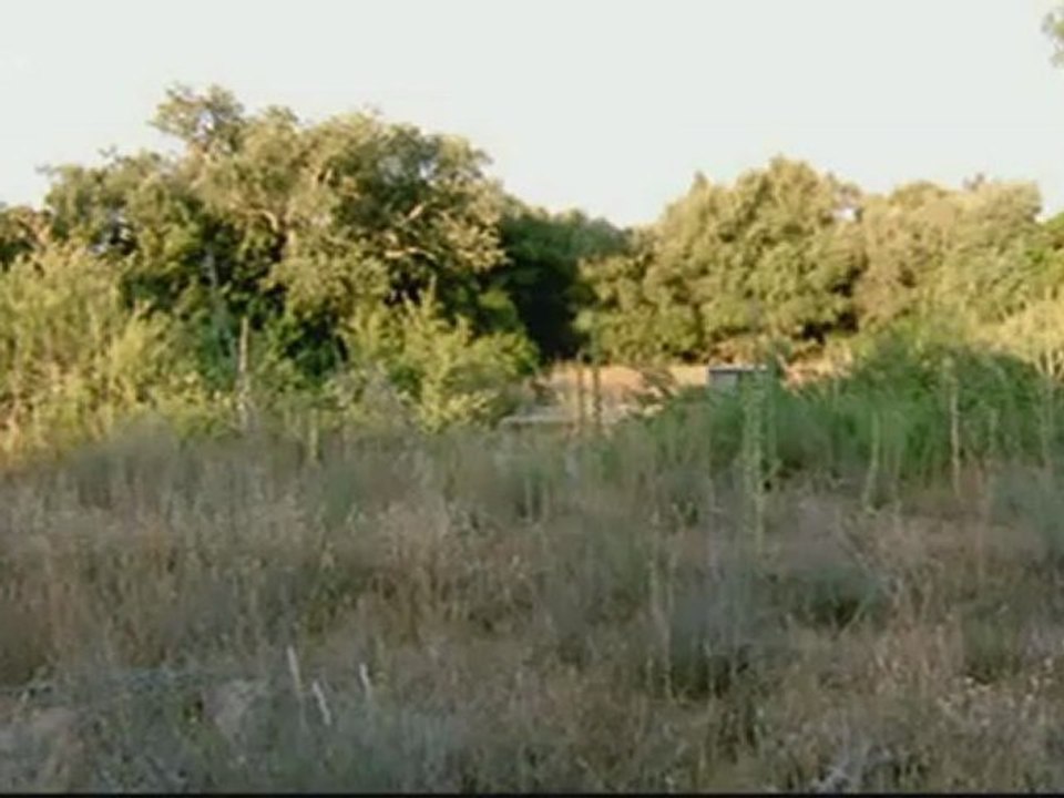 Le lynx d'Espagne, un félin en danger