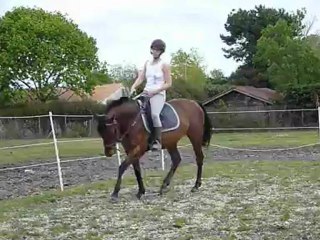 reprise dressage improvisée