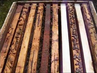 üç katlı koloni kontrolü