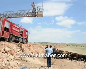 Nusaybin'de Kuyuya Düşen Buzağı İtfaiye Ekipleri Kurtardı