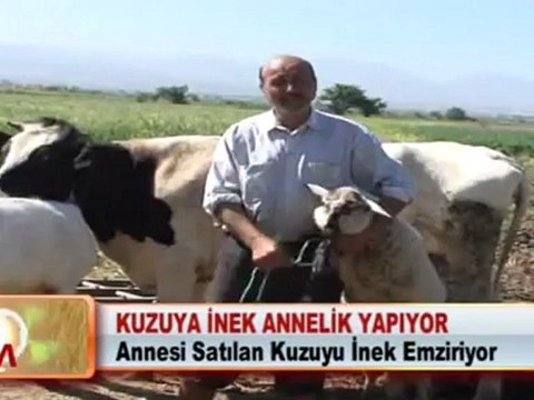 KUZUYA İNEK ANNELİK YAPIYOR 07.05.2012