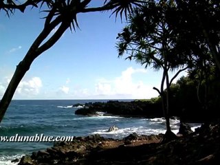 HD Stock Video - Tropical 01 clip 03 - Stock Video Backgrounds