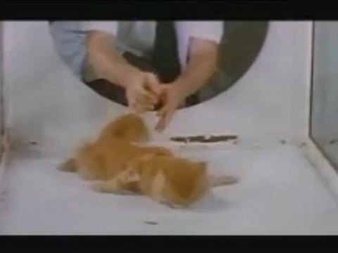 Chat Sous Drogue Lsd Video Dailymotion