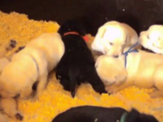 Chiots de Dawa à 3 semaines