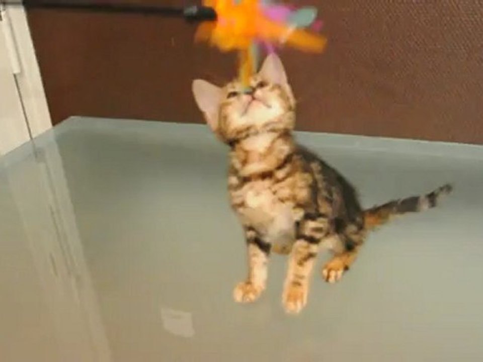 Hawaï des EdenBengals