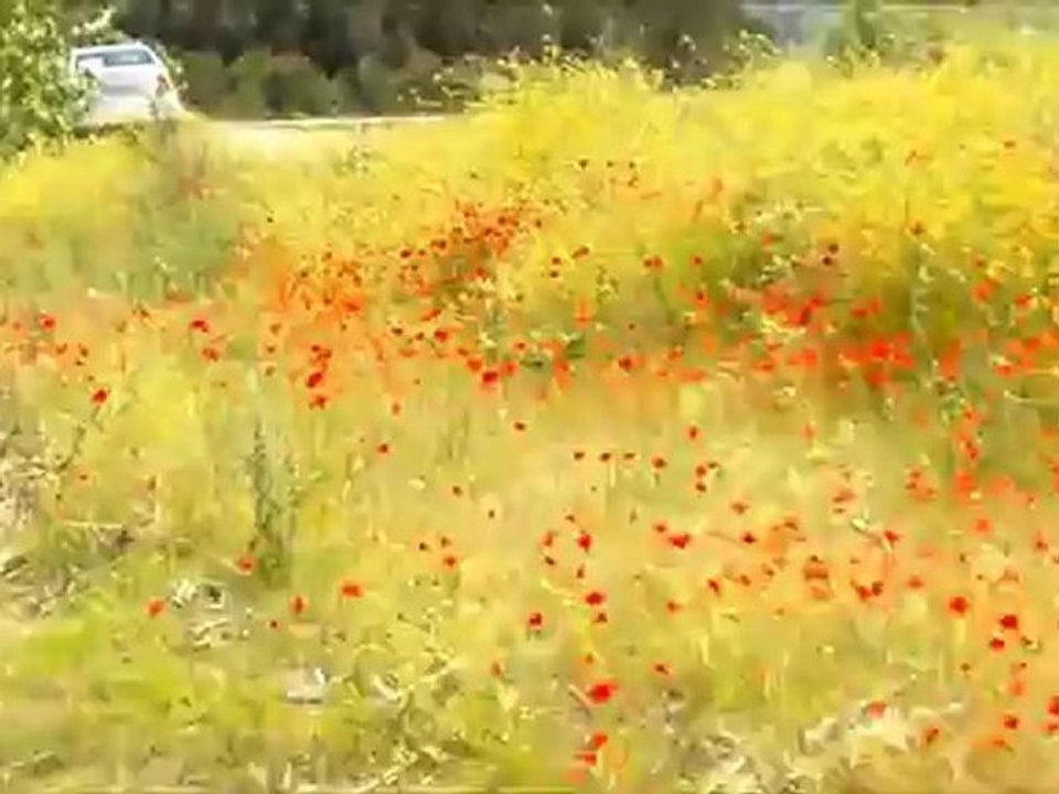 çayırovalı ünlü ses sanatçısı selim güler