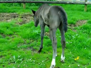 callisto le 7 mai en mode pot de colle