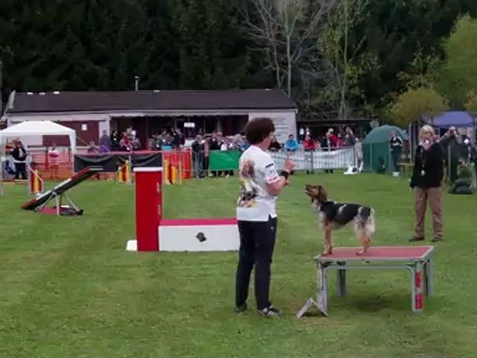 E'Lia des grandes Aubes, Epagneul breton, Agility, SGPF 2012