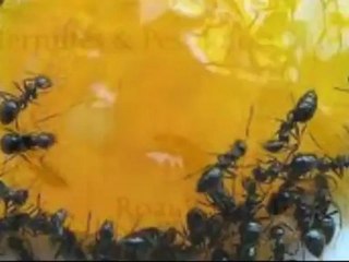 Bug Off Pest Control (518) 883-8656 ‎