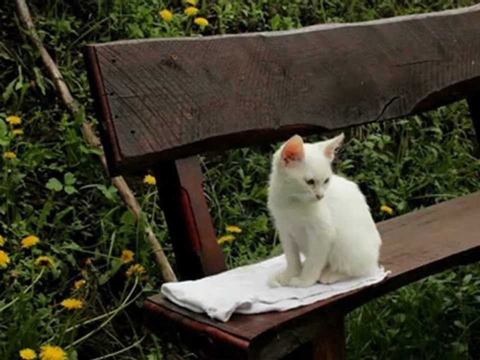 Kitty - Free HD stock footage