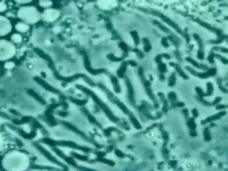 Identidad: Genetica y epigenetica