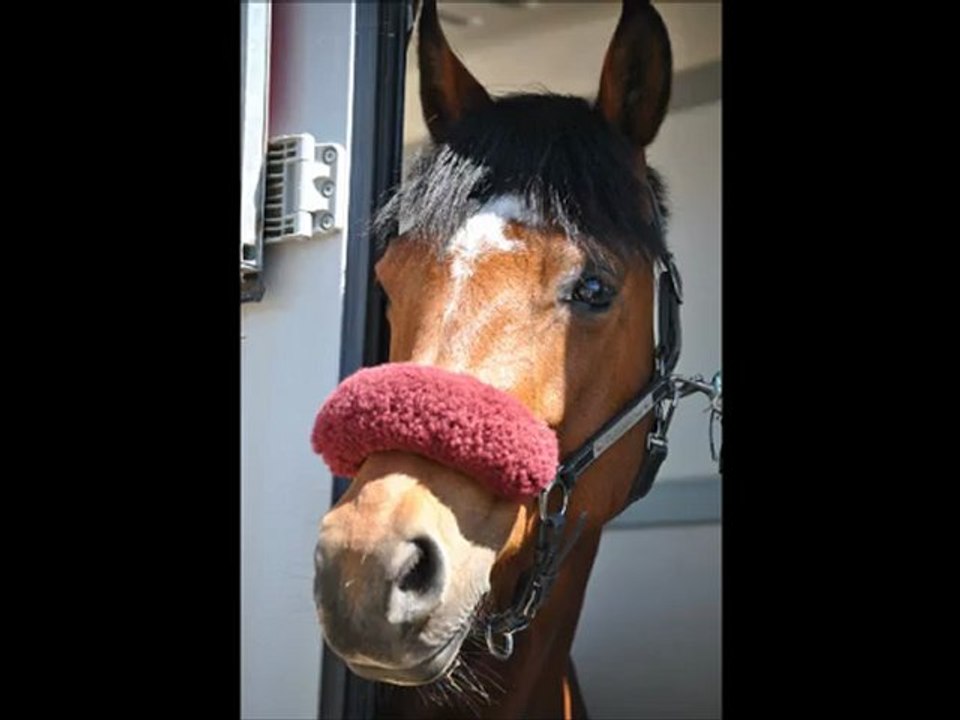 CSO à Chazey sur Ain le 29 avril 2012 avec ma Patxadatsu G.