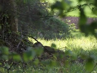 Le Lapin de Garenne