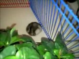 Hamster russe au parc